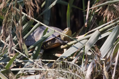 tartaruga palustre europea (emys orbicularis)