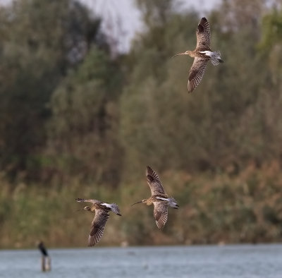 Chiurli in volo