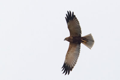 falco di palude  (maschio)