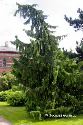 _IGP4218 - Jardin botanique (Botanisk Have).JPG