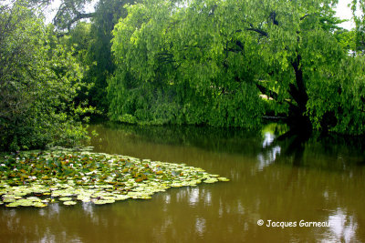 _IGP4225 - Jardin botanique (Botanisk Have).JPG