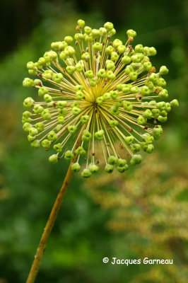 _IGP4247 - Jardin botanique (Botanisk Have).JPG