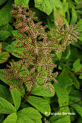 _IGP4248 - Jardin botanique (Botanisk Have).JPG