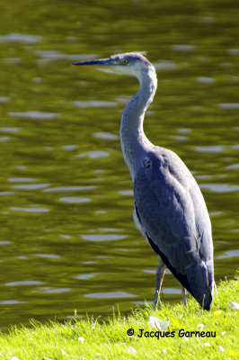 _IGP4938 - Parc du Chteau de Frederiksberg.JPG