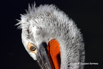 _IGP5007 - Zoo de Copenhague.JPG