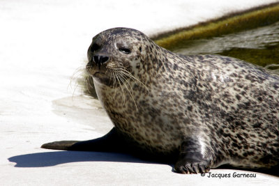 _IGP5024 - Zoo de Copenhague.JPG