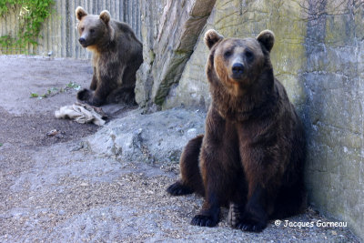 _IGP5038 - Zoo de Copenhague.JPG