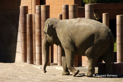 _IGP5044 - Zoo de Copenhague.JPG