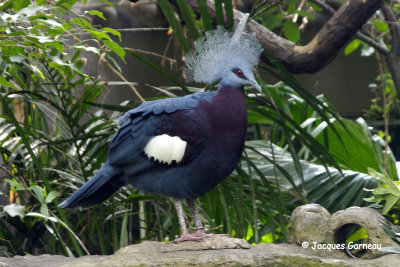 _IGP5096 - Zoo de Copenhague (Serre tropicale) - Maroon-breasted crowned pigeon.JPG