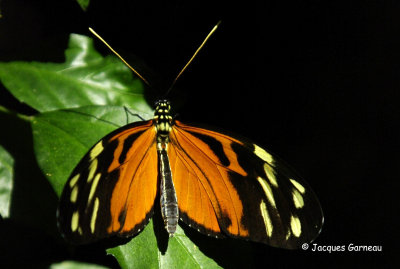 _IGP5127 - Zoo de Copenhague (Serre tropicale).JPG