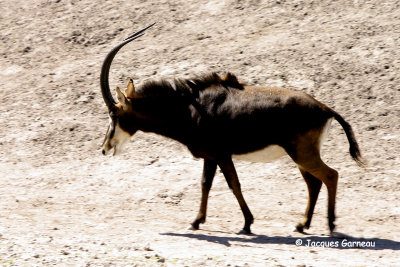 _IGP5194 - Zoo de Copenhague.JPG