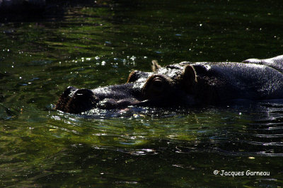 _IGP5203 - Zoo de Copenhague.JPG