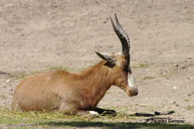 _IGP5211 - Zoo de Copenhague.JPG