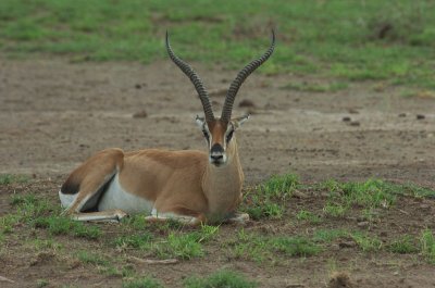 Grants Gazelle Amboseli .jpg