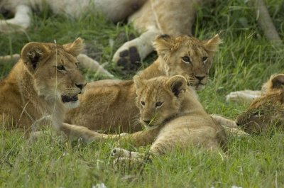 LIONS AND CATS OF KENYA