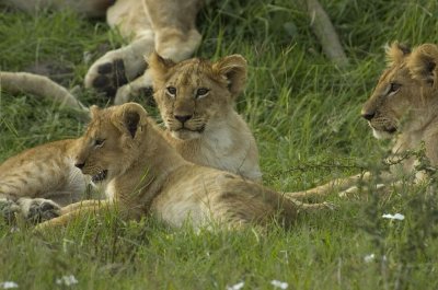 Lion Cub with siblings 2.jpg