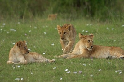 Lion Cubs 9.jpg
