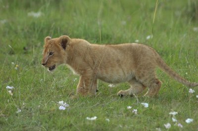 Lion Cub approx 2 months old 1.jpg
