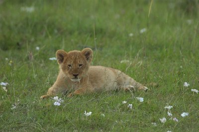 Lion Cub approx 2 months old 2.jpg