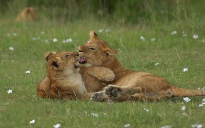 Lion Cubs 7.jpg