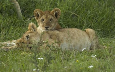 Lion Cubs 8.jpg