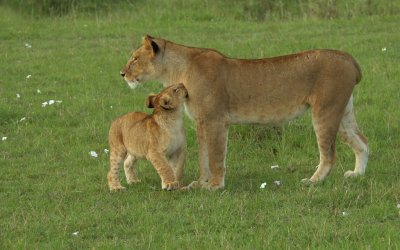 Female and  Cub 1.jpg