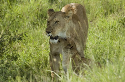 Female and cub 3.jpg