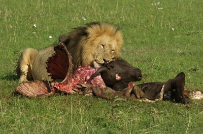 g1/77/110177/3/107820836.7xtdbJAC.jpg