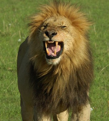 Male Lion  Masai Mara 1.jpg