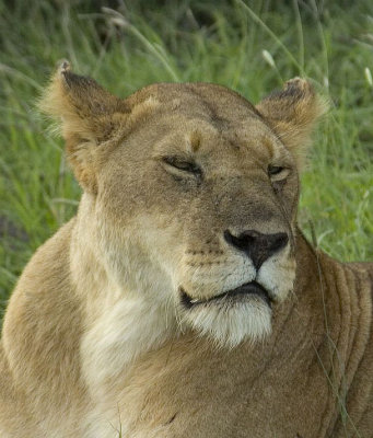 Female Lion Masai Mara 1.jpg