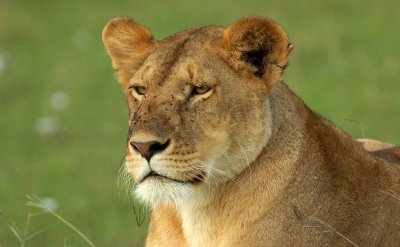 Female Lion Masai Mara 2.jpg