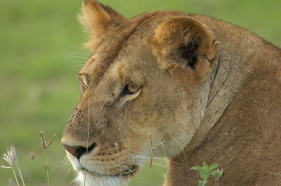 Female Lion Masai Mara 3.jpg