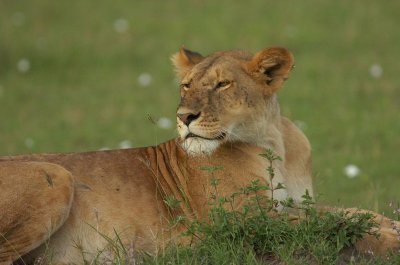 Female Lion Masai Mara 4.jpg