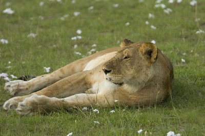 Female Lion Masai Mara 5.jpg