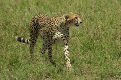 Female adult Cheetah 2.jpg