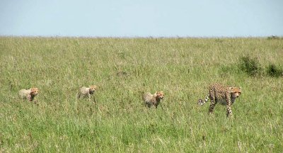 Female Cheetah and 3 Cubs .jpg