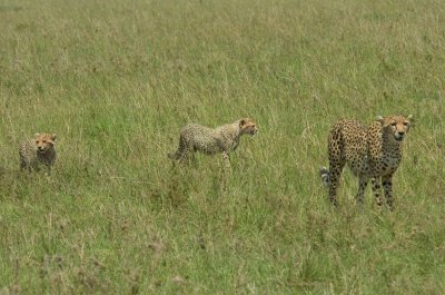 Female Cheetah and 2 cubs .jpg