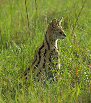 Serval Cat 1.jpg