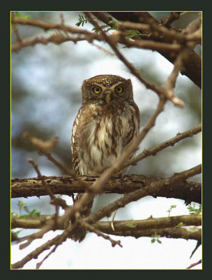 Pearl-spotted Owlet .jpg