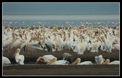 Great White Pelican.jpg