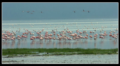 Lesser  Greater Flamingos.jpg