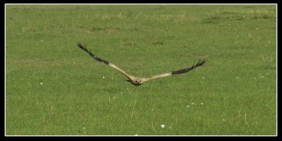 Tawny Eagle .jpg