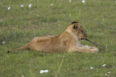 Lion Cub 1.jpg