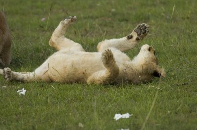 Lion Cub 3.jpg