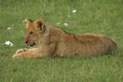 Lion Cub 6.jpg