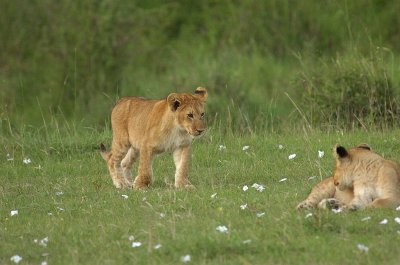 Lion Cubs 2.jpg