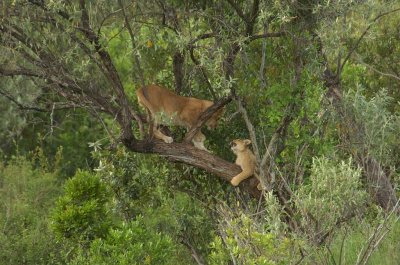 Lion Cubs 3.jpg