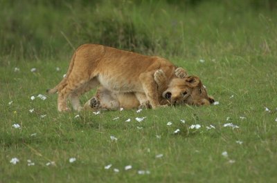 Lion Cubs 4.jpg
