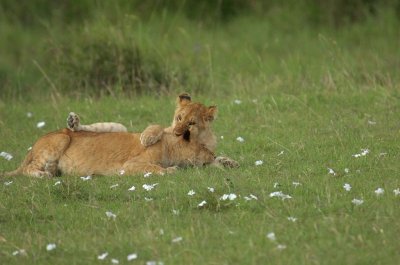Lion Cubs 5.jpg