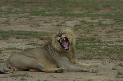 Male Lion Amboseli 1.jpg